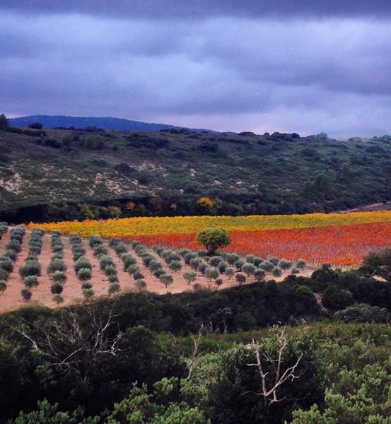 Producteur indépendant de vin dans le Languedoc