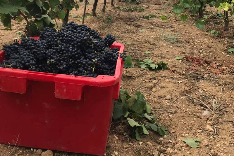 Domaine viticole indépendant aoc dans le Languedoc